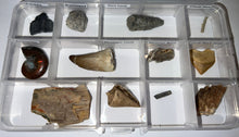 Load image into Gallery viewer, Beginner Collection of 12 labeled Fossils in a clear case. Includes Mosasaur Tooth, Dinosaur Bone Fragment, Mammoth Tooth Fragment and more!
