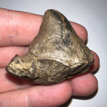 Load image into Gallery viewer, Pachycephalosaurus Fossil Dinosaur Skull Spike 1.81 Inches
