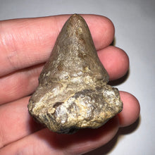 Load image into Gallery viewer, Pachycephalosaurus Fossil Dinosaur Skull Spike 1.81 Inches
