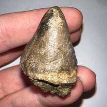 Load image into Gallery viewer, Pachycephalosaurus Fossil Dinosaur Skull Spike 1.81 Inches
