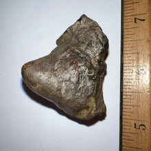 Load image into Gallery viewer, Pachycephalosaurus Fossil Dinosaur Skull Spike 1.81 Inches
