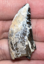 Load image into Gallery viewer, Tyrannosaurus Rex Fossil Tooth 1.4335 Inches Hell Creek Formation Montana NO REPAIR!
