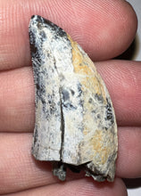 Load image into Gallery viewer, Tyrannosaurus Rex Fossil Tooth 1.4335 Inches Hell Creek Formation Montana NO REPAIR!
