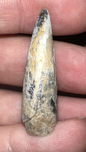 Load image into Gallery viewer, Tyrannosaurus Rex Fossil Tooth 1.4335 Inches Hell Creek Formation Montana NO REPAIR!
