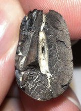 Load image into Gallery viewer, Tyrannosaurus Rex Huge Fossil Premax Tooth 1.6255 Inches Hell Creek Formation South Dakota
