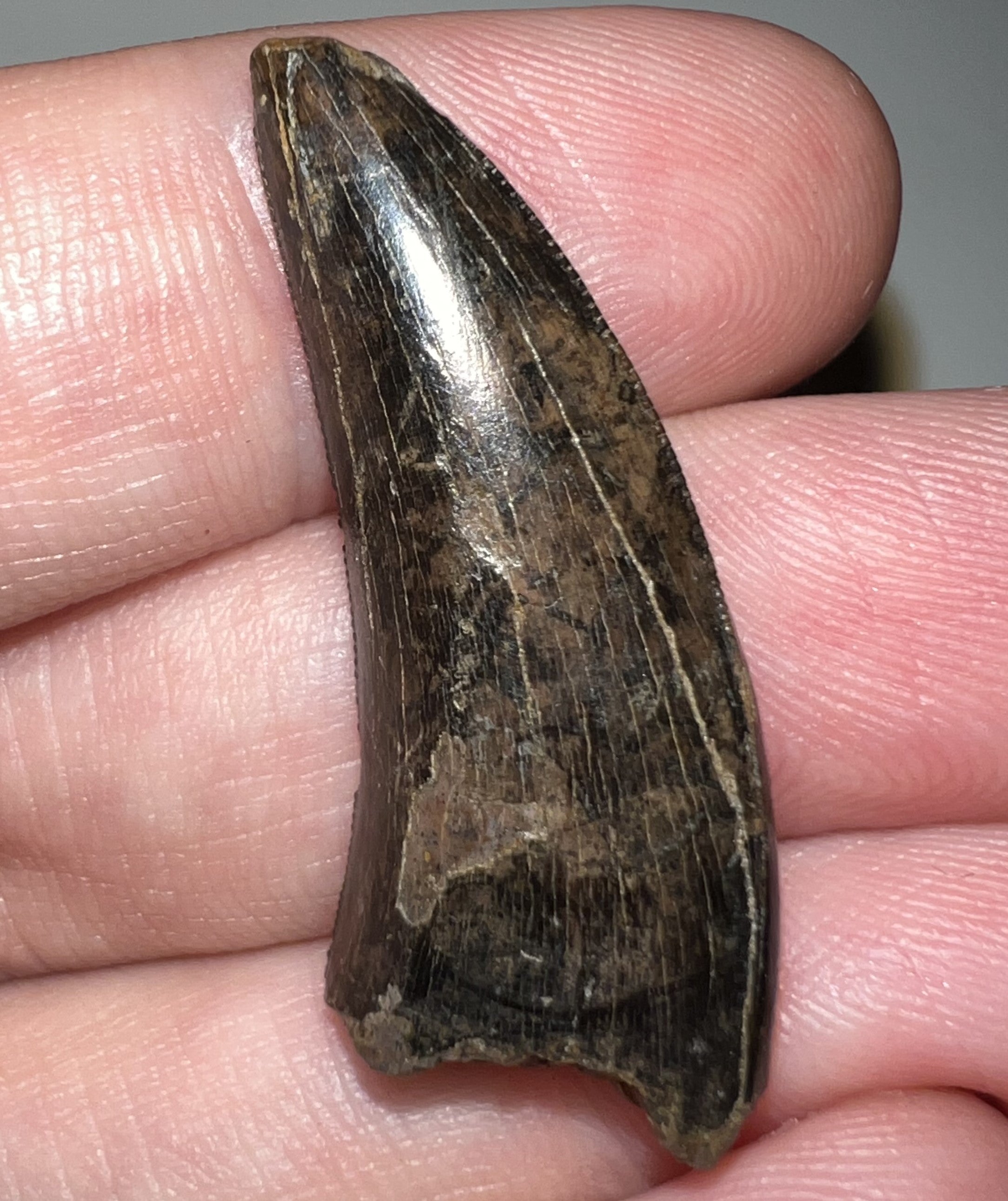 Tyrannosaurus Rex Fossil Juvenile Tooth 1.37 Inches Hell Creek Formation Montana NO REPAIR!