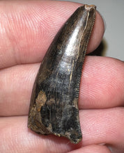 Load image into Gallery viewer, Tyrannosaurus Rex Fossil Juvenile Tooth 1.37 Inches Hell Creek Formation Montana NO REPAIR!
