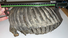 Load image into Gallery viewer, HUGE Ice Age Woolly Mammoth Molar 8.48 Inches from Siberia
