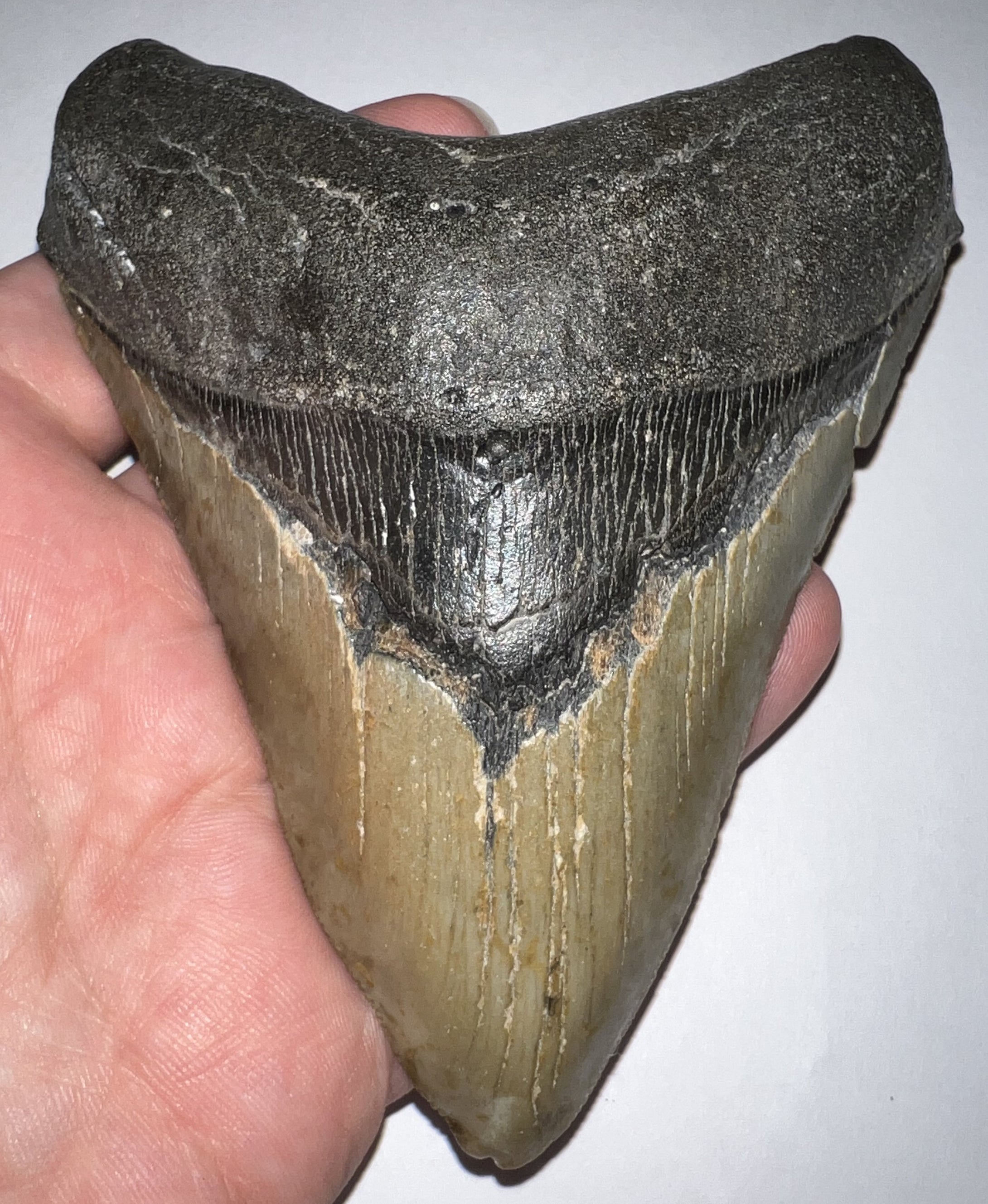 Huge Pathological Megalodon Fossil Shark Tooth 4.76 Inches Great Serrations! Not Repaired!