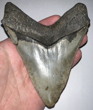 Load image into Gallery viewer, Huge Pathological Megalodon Fossil Shark Tooth 4.76 Inches Great Serrations! Not Repaired!
