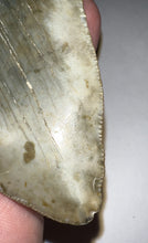 Load image into Gallery viewer, Huge Pathological Megalodon Fossil Shark Tooth 4.76 Inches Great Serrations! Not Repaired!
