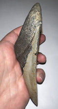 Load image into Gallery viewer, Huge Pathological Megalodon Fossil Shark Tooth 4.76 Inches Great Serrations! Not Repaired!
