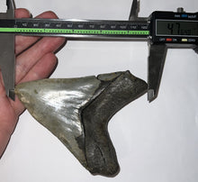 Load image into Gallery viewer, Huge Pathological Megalodon Fossil Shark Tooth 4.76 Inches Great Serrations! Not Repaired!
