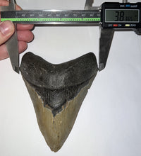 Load image into Gallery viewer, Huge Pathological Megalodon Fossil Shark Tooth 4.76 Inches Great Serrations! Not Repaired!
