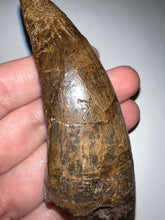 Load image into Gallery viewer, Tyrannosaurus Rex MONSTER SIZE Tooth 3.585 Inches Hell Creek Formation Montana NO REPAIR!
