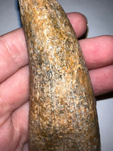 Load image into Gallery viewer, Tyrannosaurus Rex MONSTER SIZE Tooth 3.7055 Inches Lance Formation Wyoming NO REPAIR!

