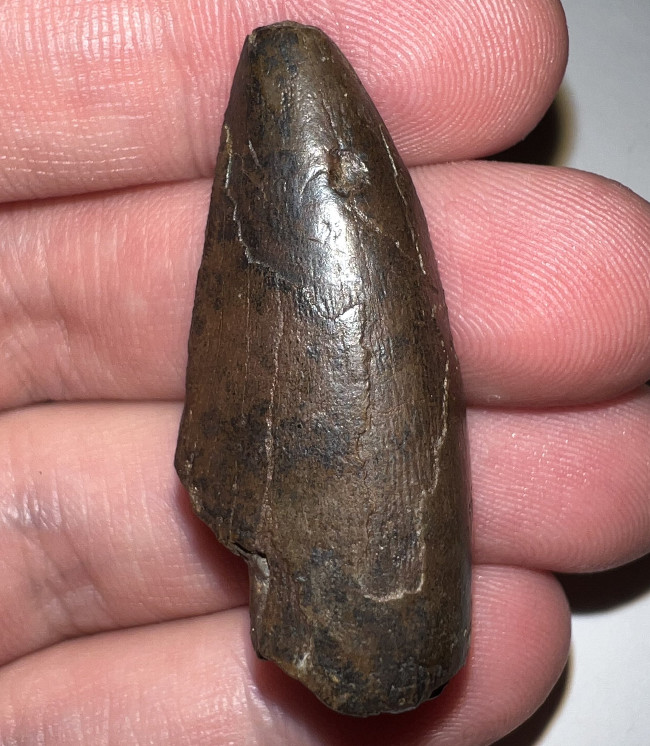 Tyrannosaurus Rex Tooth 1.6535 Inches Hell Creek Formation Montana NO REPAIR!