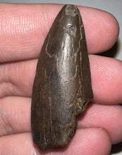 Load image into Gallery viewer, Tyrannosaurus Rex Tooth 1.6535 Inches Hell Creek Formation Montana NO REPAIR!
