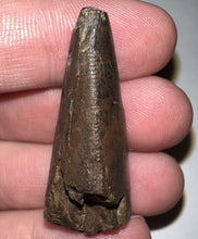 Load image into Gallery viewer, Tyrannosaurus Rex Tooth 1.6535 Inches Hell Creek Formation Montana NO REPAIR!
