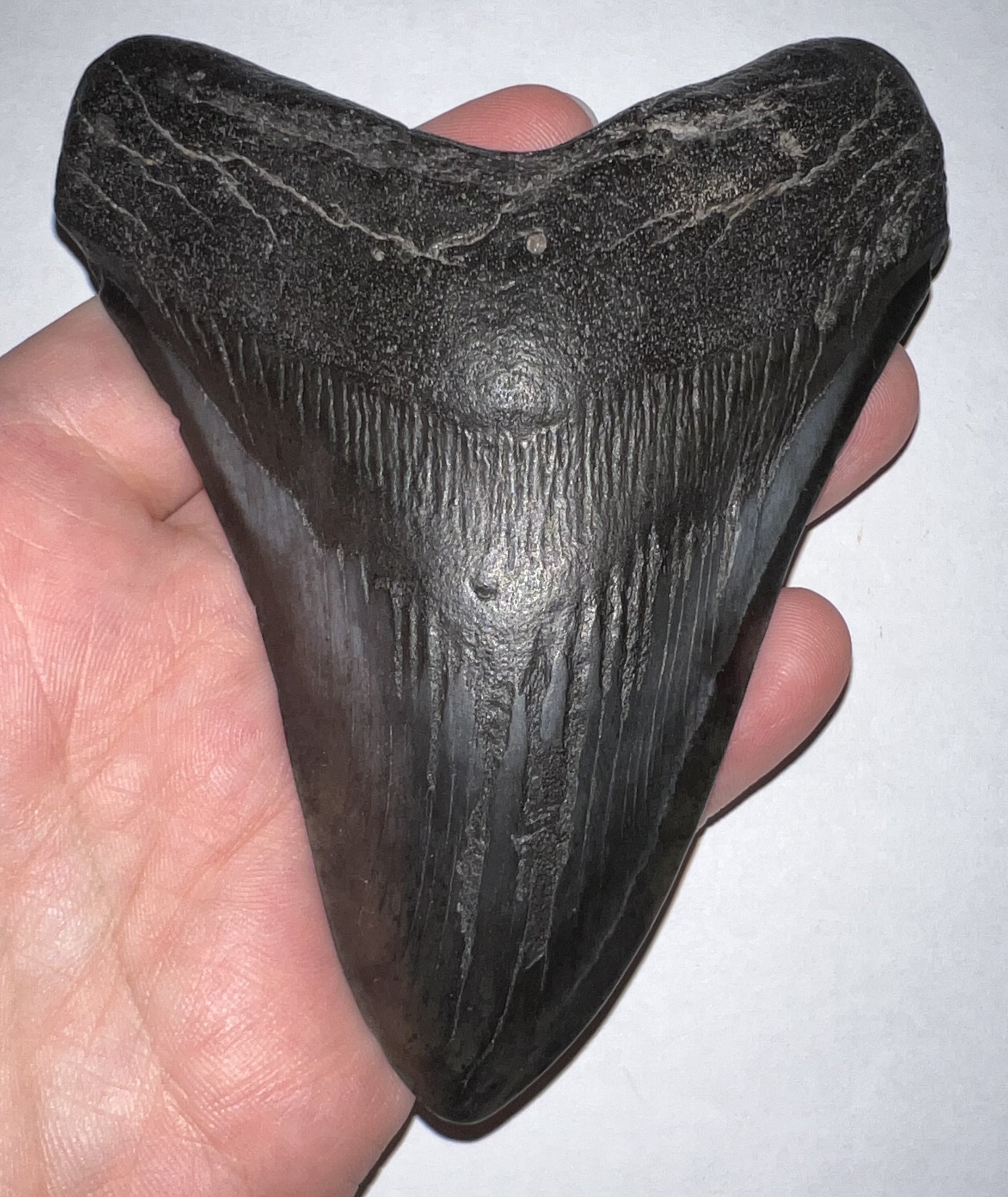 Huge Megalodon Fossil Shark Tooth 4.72 Inches! Not Repaired!