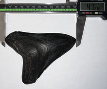 Load image into Gallery viewer, Huge Megalodon Fossil Shark Tooth 4.72 Inches! Not Repaired!
