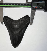 Load image into Gallery viewer, Huge Megalodon Fossil Shark Tooth 4.72 Inches! Not Repaired!
