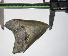 Load image into Gallery viewer, Huge Megalodon Shark Tooth 4.886 Inches Incredible Serrations! Not Repaired!
