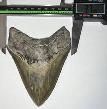 Load image into Gallery viewer, Huge Megalodon Shark Tooth 4.886 Inches Incredible Serrations! Not Repaired!

