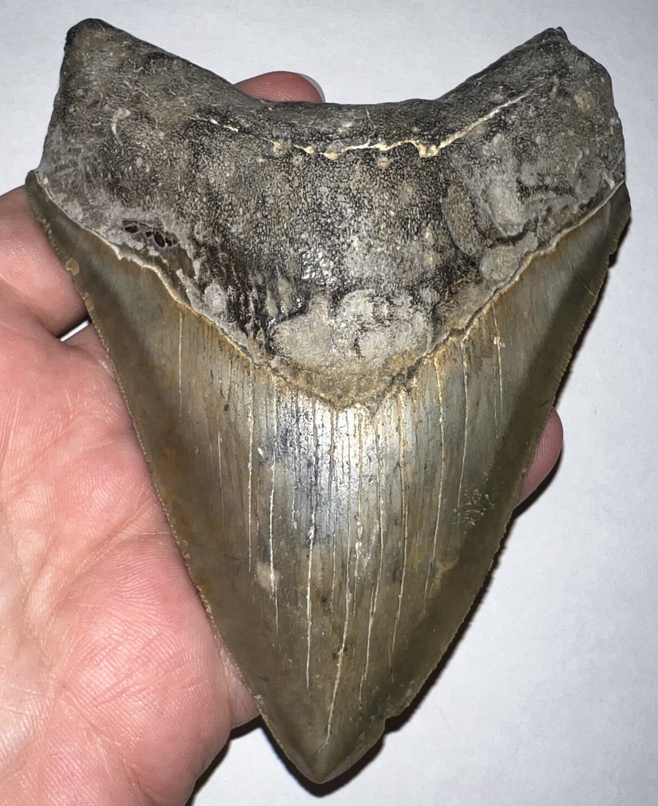 Huge Megalodon Shark Tooth 4.886 Inches Incredible Serrations! Not Repaired!