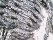 Load image into Gallery viewer, Spiny Cyphaspis Fossil Trilobite 1.128 Inches
