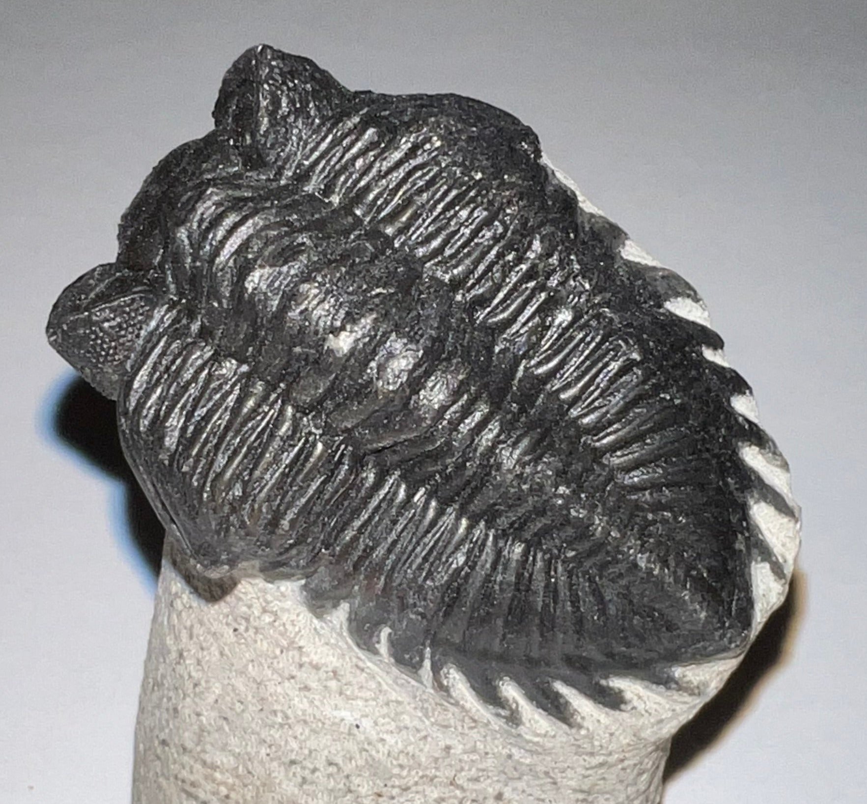 Huge Rare Moroccan Fossil Trilobite Coltraenia 2.2 Inches