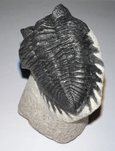 Load image into Gallery viewer, Huge Rare Moroccan Fossil Trilobite Coltraenia 2.2 Inches
