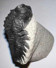 Load image into Gallery viewer, Huge Rare Moroccan Fossil Trilobite Coltraenia 2.2 Inches
