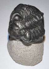 Load image into Gallery viewer, Huge Rare Moroccan Fossil Trilobite Coltraenia 2.2 Inches
