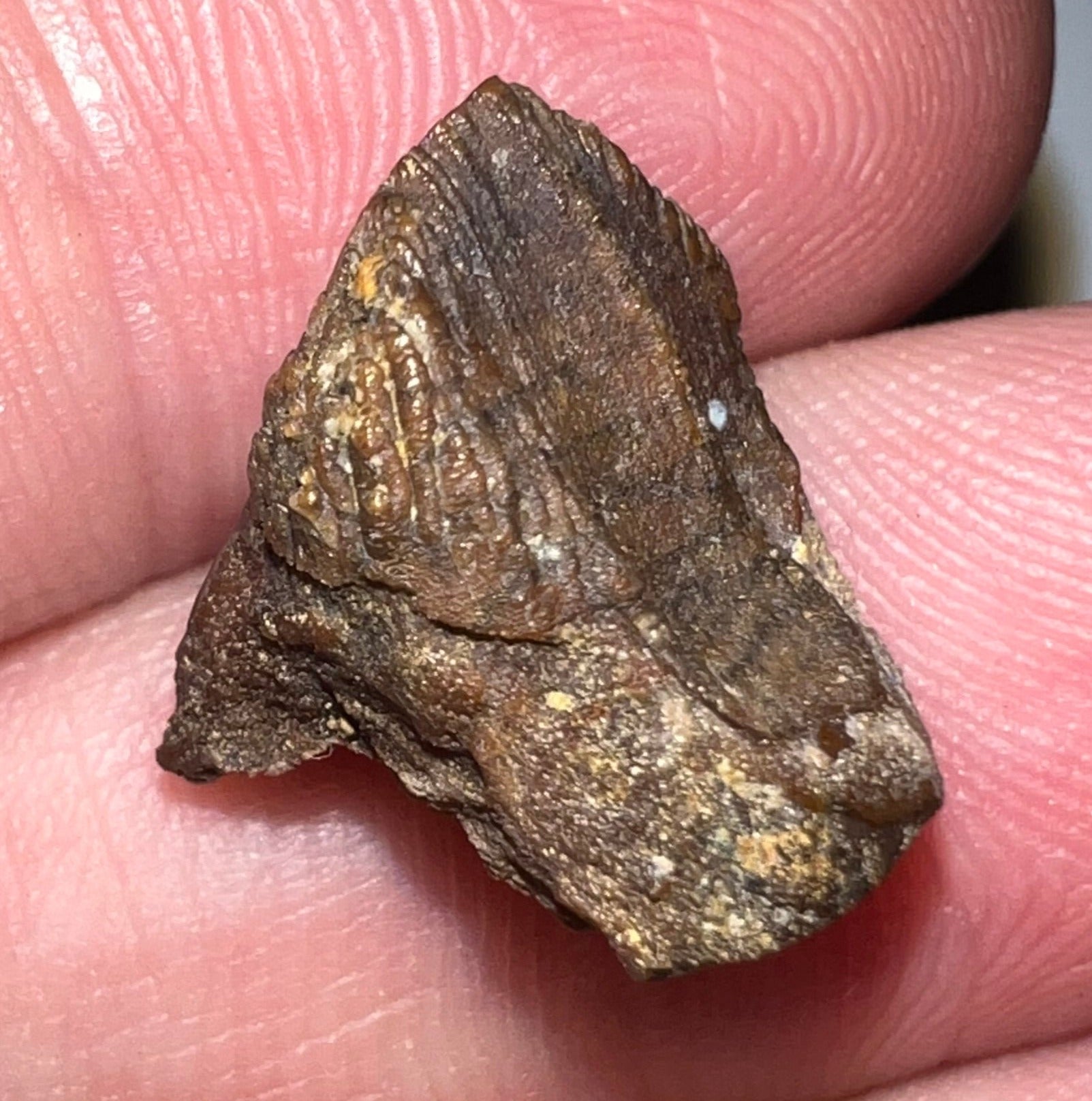 GEM Juvenile Triceratops type Ceratopsian Tooth with Full Crown and Partial Root .58 Inches Hell Creek Montana