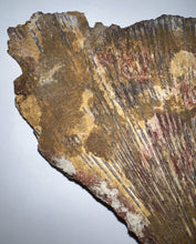 Load image into Gallery viewer, Super Rare Dinosaur age Giant Fresh Water Coelacanth Fossil Gill Plate 7 Inches
