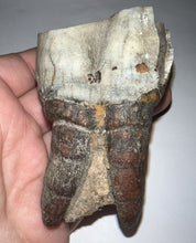 Load image into Gallery viewer, HUGE Ice Age Woolly Rhinoceros Molar Coelodonta Antiquitatis 3.09 Inches
