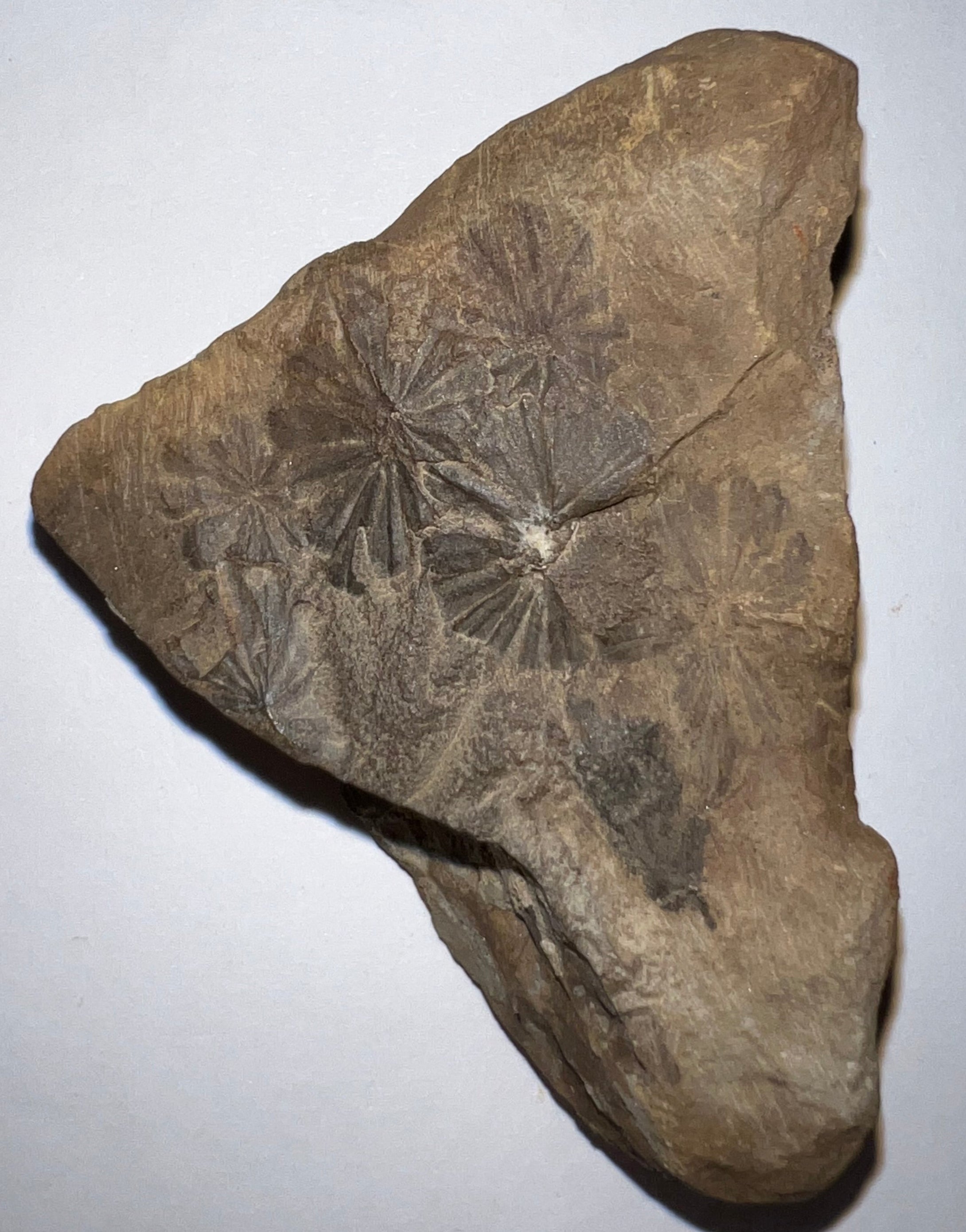 Extinct Fossil Horsetail Annularia from Mazon Creek numerous leaves