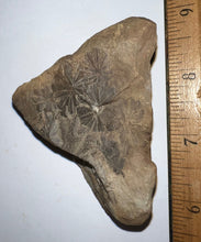 Load image into Gallery viewer, Extinct Fossil Horsetail Annularia from Mazon Creek numerous leaves
