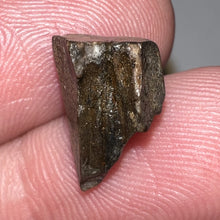 Load image into Gallery viewer, Triceratops Fossil Dinosaur Tooth .507 Inches
