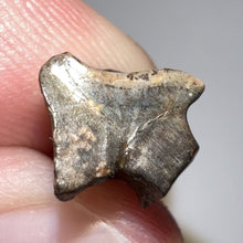 Load image into Gallery viewer, Triceratops Fossil Dinosaur Tooth .507 Inches
