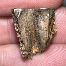 Load image into Gallery viewer, Triceratops Fossil Dinosaur Tooth .559 Inches
