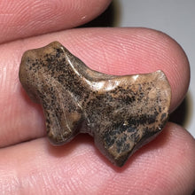 Load image into Gallery viewer, Triceratops Fossil Dinosaur Tooth .704 Inches
