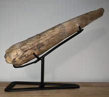 Load image into Gallery viewer, Triceratops Brow Horn 20.5 Inches with Custom Metal Stand!! Hell Creek Wyoming
