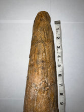 Load image into Gallery viewer, Triceratops Brow Horn 20.5 Inches with Custom Metal Stand!! Hell Creek Wyoming

