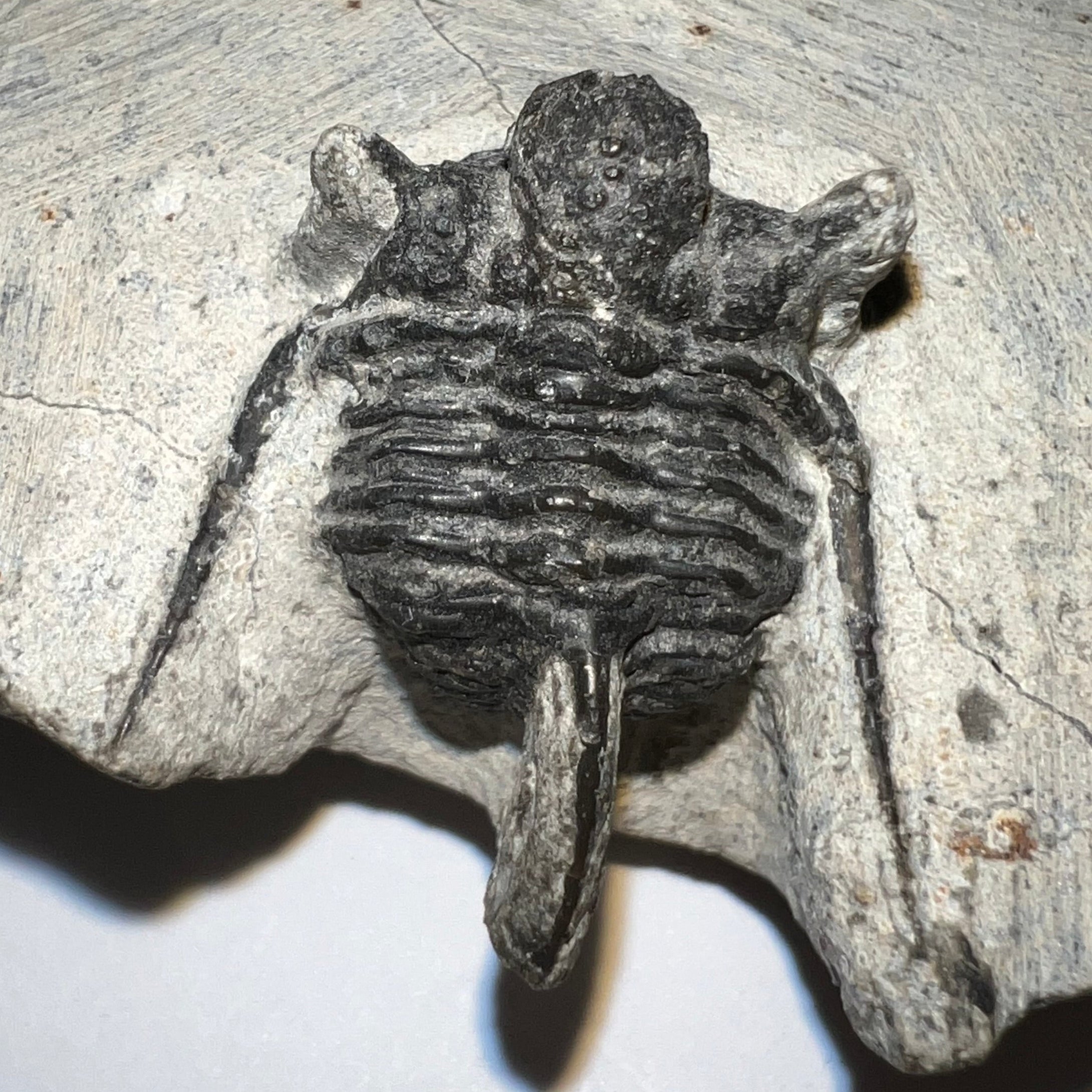 Spiny Cyphaspis Fossil Trilobite 1.128 Inches