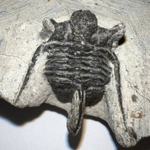 Load image into Gallery viewer, Spiny Cyphaspis Fossil Trilobite 1.128 Inches
