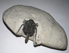 Load image into Gallery viewer, Spiny Cyphaspis Fossil Trilobite 1.128 Inches
