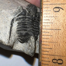 Load image into Gallery viewer, Spiny Cyphaspis Fossil Trilobite 1.128 Inches
