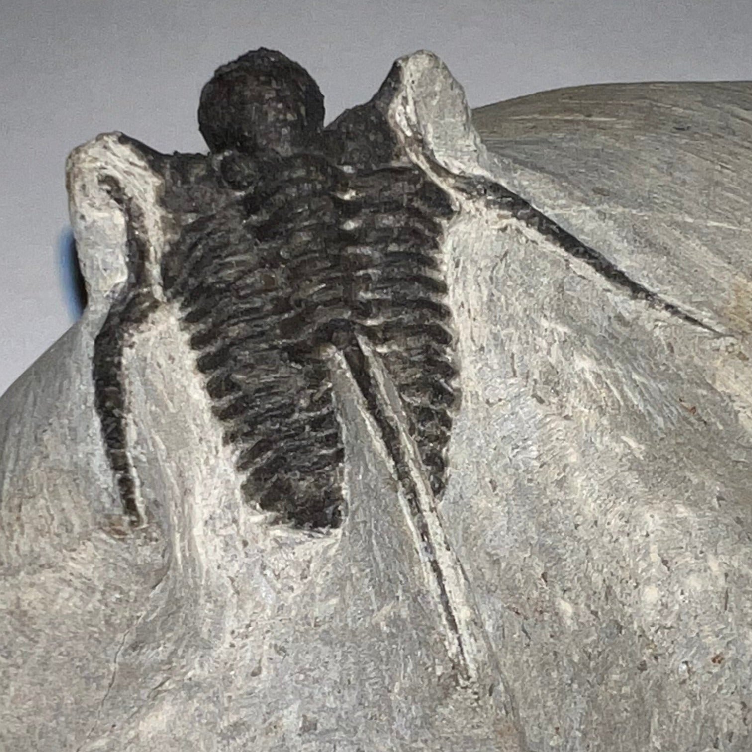 Large Spiny Cyphaspis Fossil Trilobite 1.6 Inches